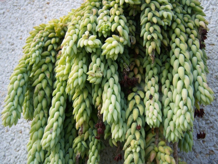 Цветок очиток моргана