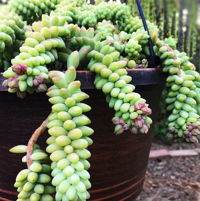 Суккулент очиток моргана