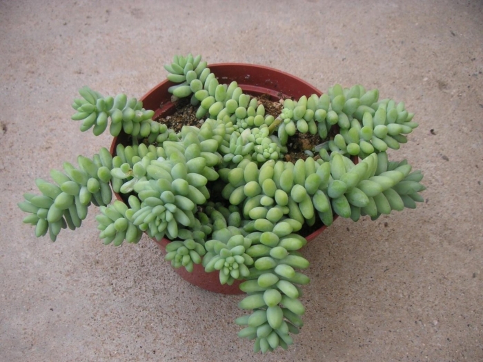 Буррито суккулент седум