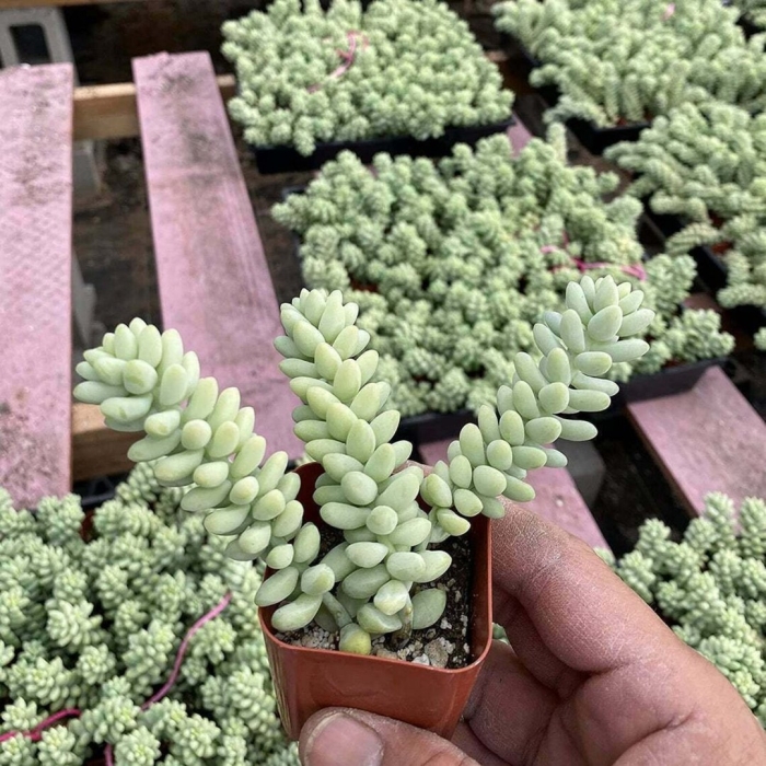 Суккулент sedum morganianum