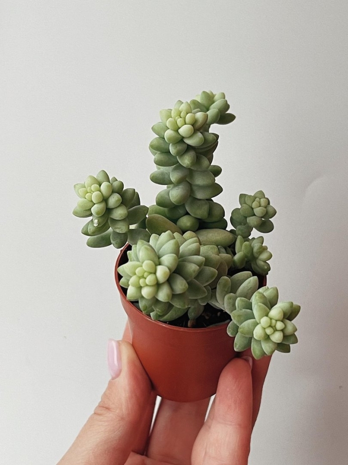 Суккулент седум