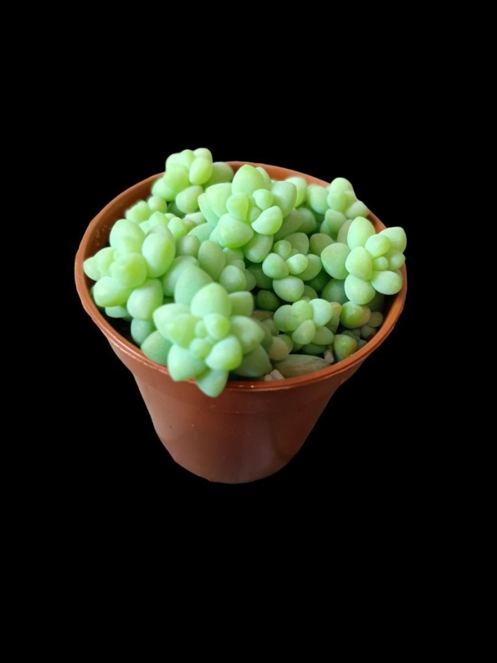 Седум буррито мини