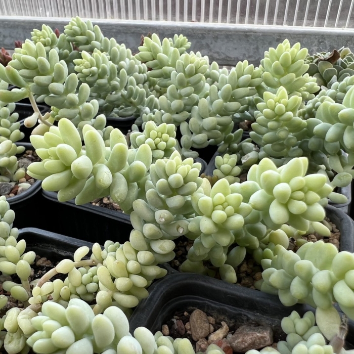 Буррито суккулент седум