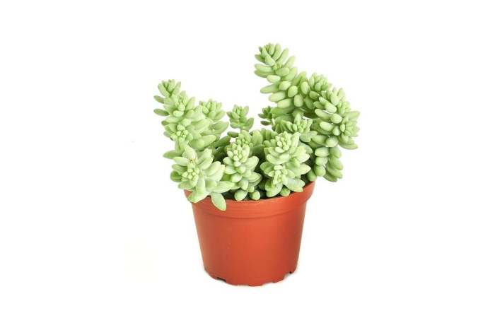 Седум моргана