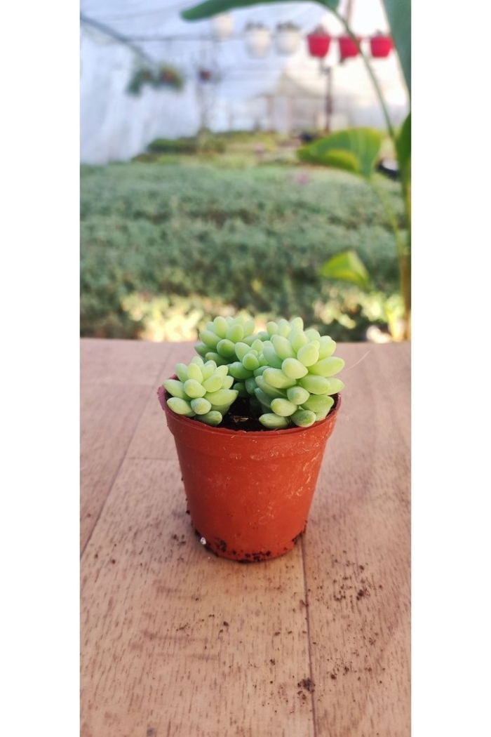 Sedum burrito