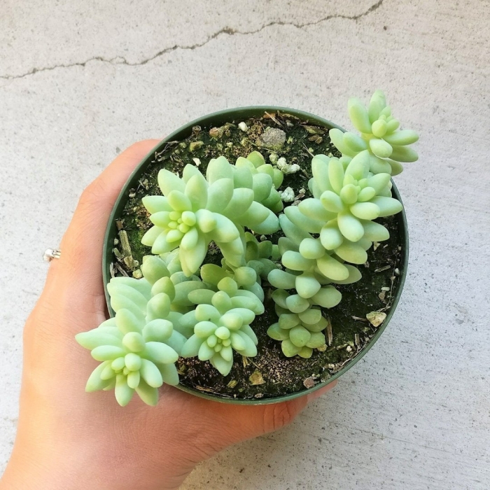 Седум очиток моргана