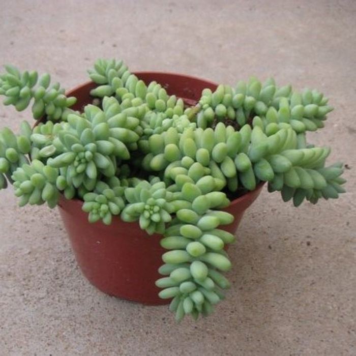 Суккулент очиток моргана