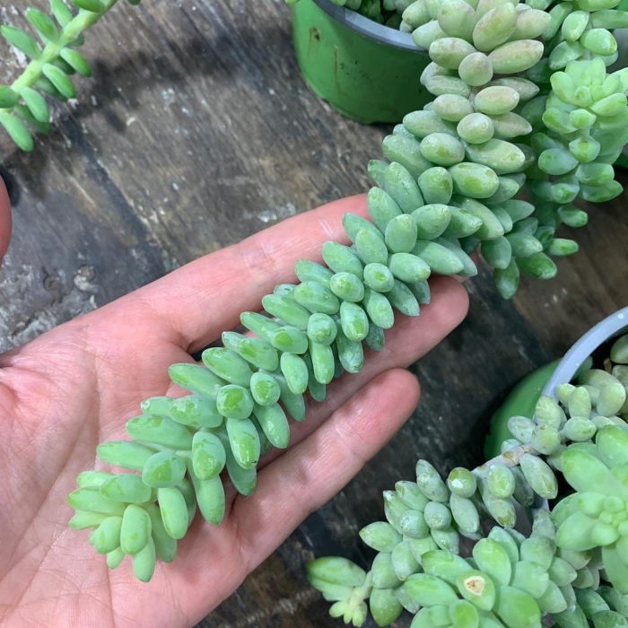 Седум буррито очиток