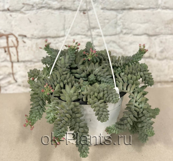 Как быстро растет седум буррито