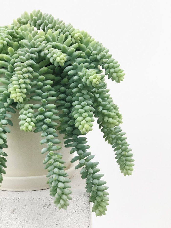 Буррито суккулент седум