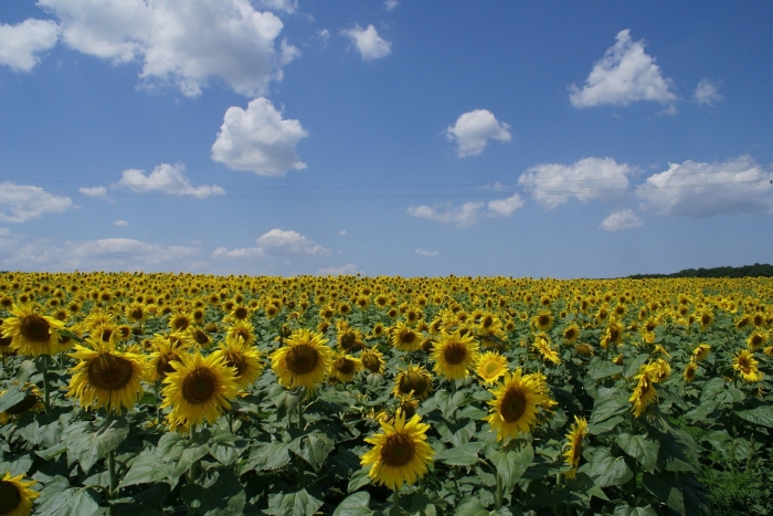 Подсолнуховые поля краснодарский край