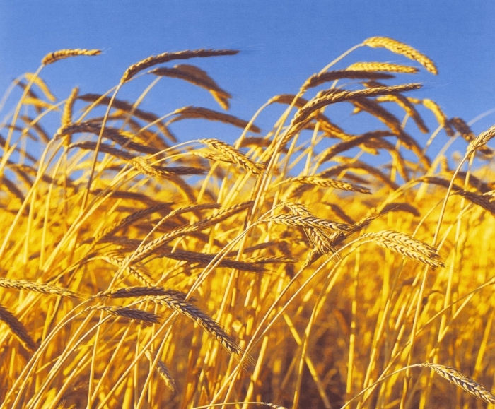 Пшеничное поле