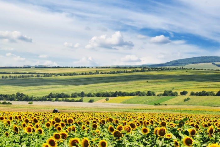 Кубанские поля краснодар