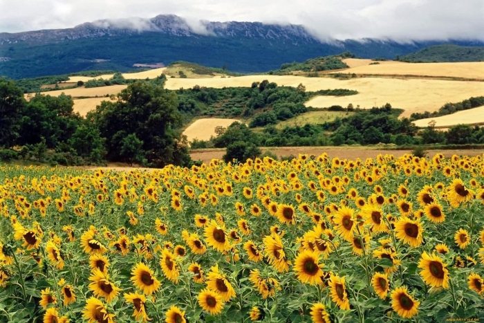 Подсолнуховое поле ставропольский край