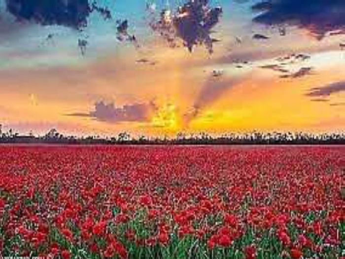 Маковое поле