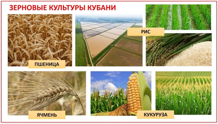 Зерновые культурные растения