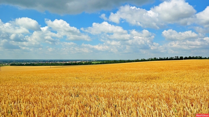 Поле пшеница