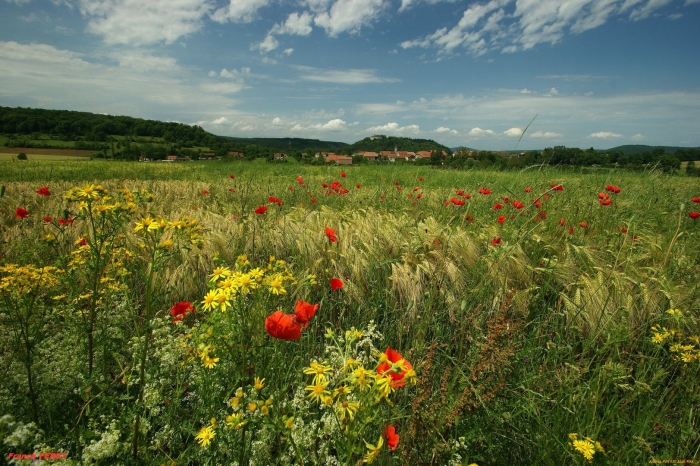 Донская степь разнотравье