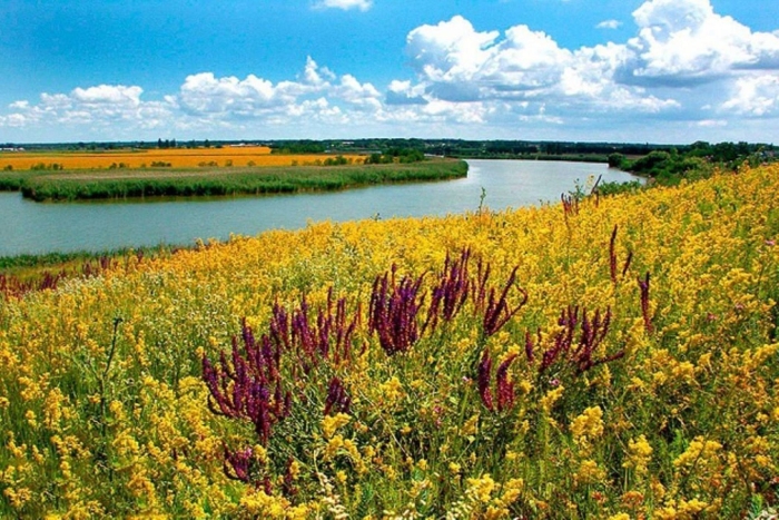 Краснодарский край тополя поля кубань