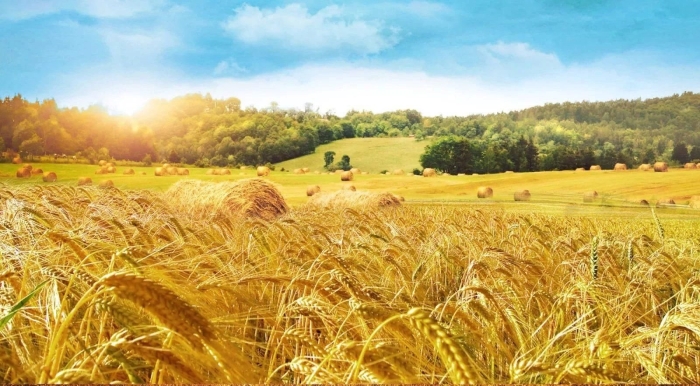 Пшеница в поле