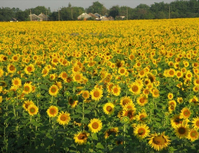 Кубанские поля