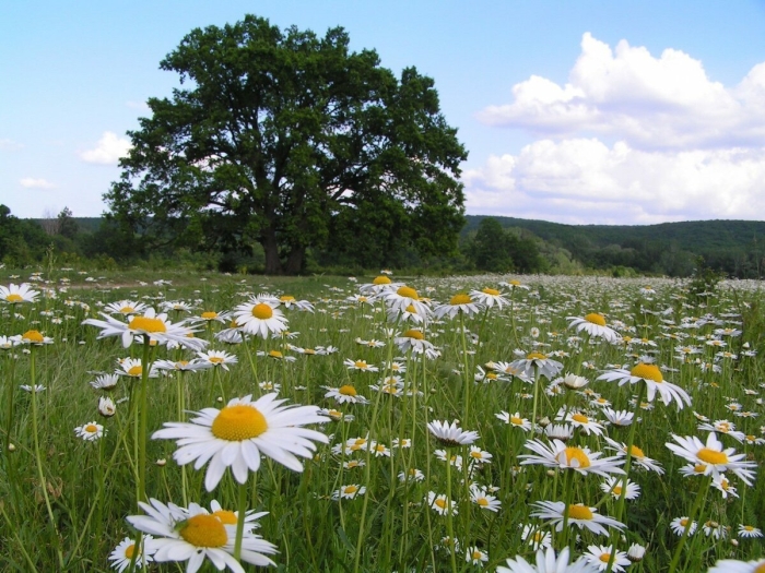 Ромашковая поляна абинский район