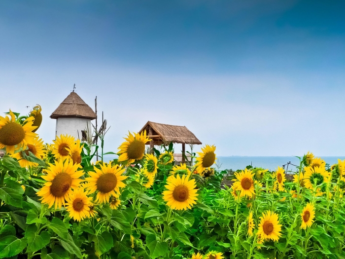 Краснодарский край казачья станица подсолнухи