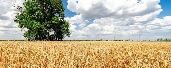 Кубанские поля краснодарского края