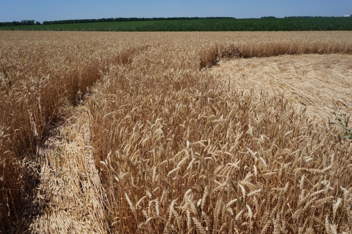 Озимая пшеница