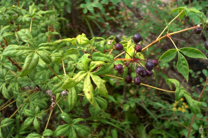 Eleutherococcus senticosus