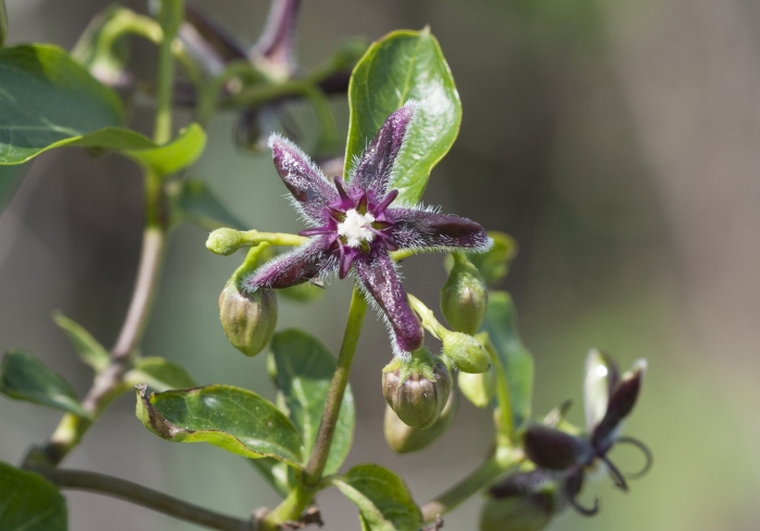 Обвойник греческий лиана