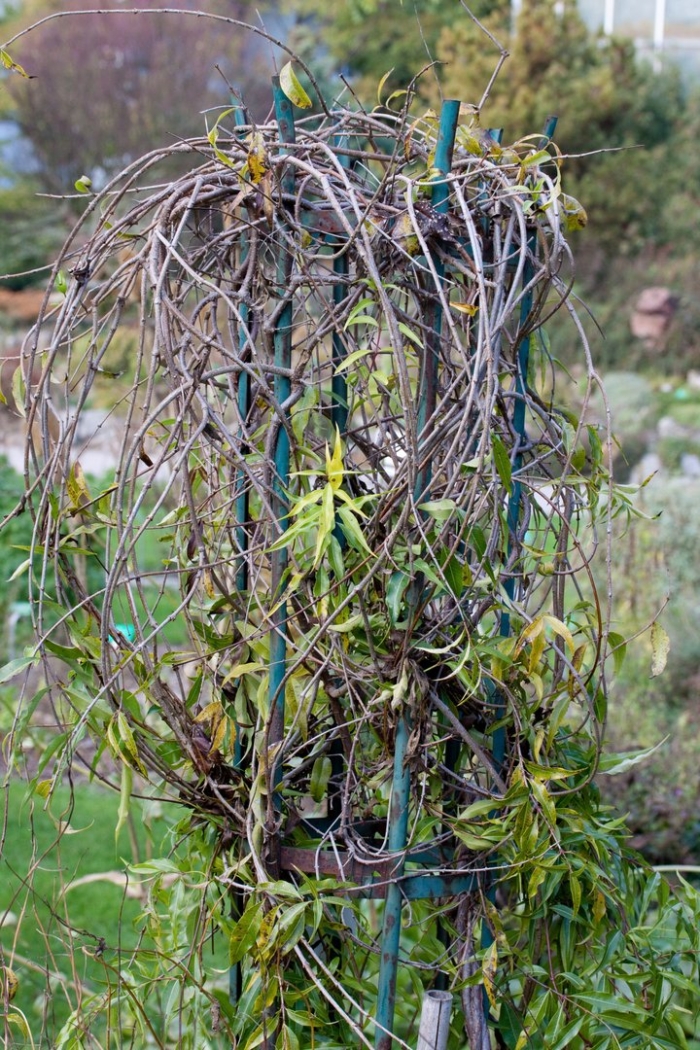 Живая беседка из ивы русская ива