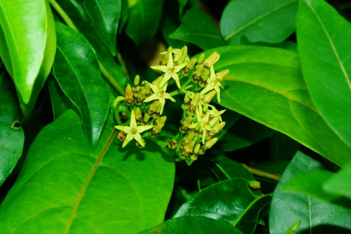 Vincetoxicum hirundinaria