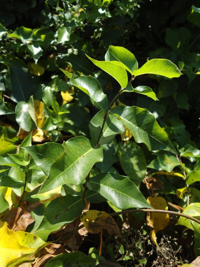 Магония падуболистная