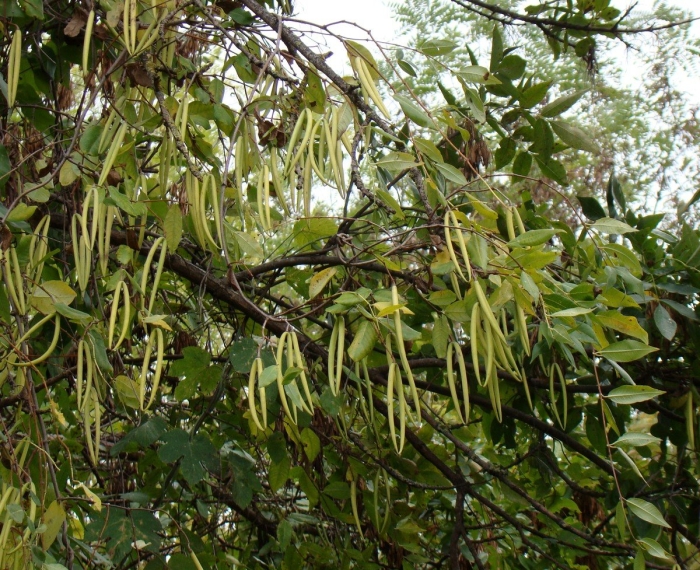 Parmentiera cereifera