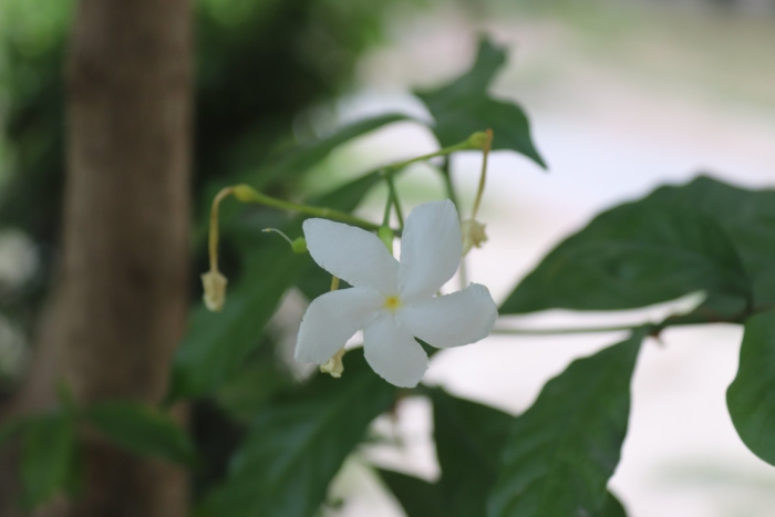 Табернемонтана дивариката