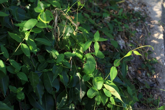 Vincetoxicum rossicum