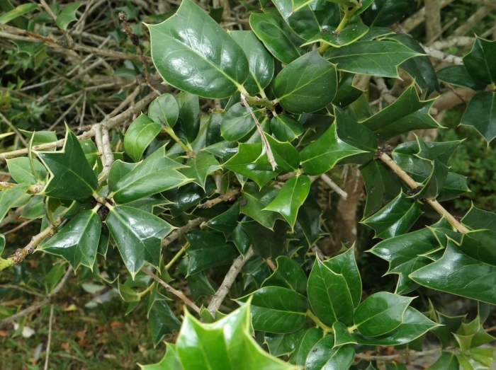 Ilex aquifolium