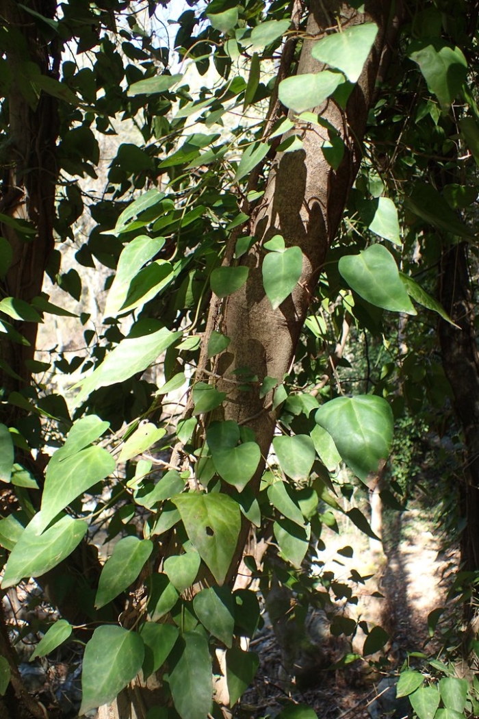 Плющ пастухова hedera pastuchowii