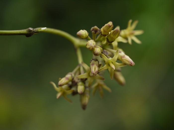Parsonsia alboflavescens