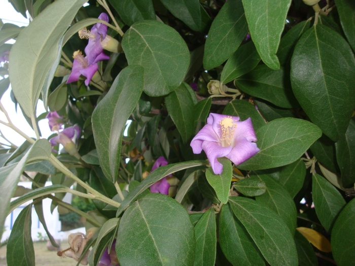 Lagunaria patersonii