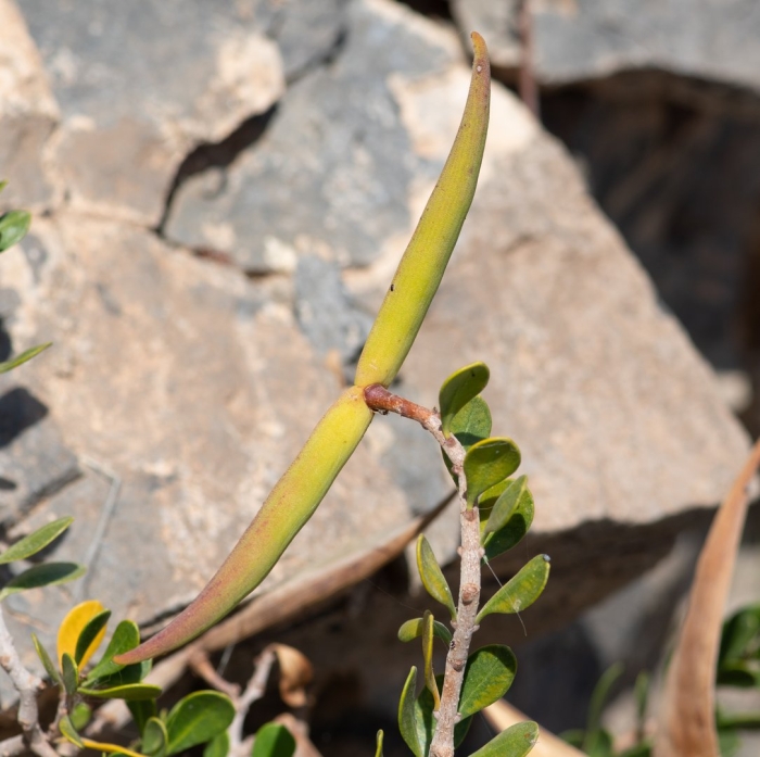 Periploca linearifolia