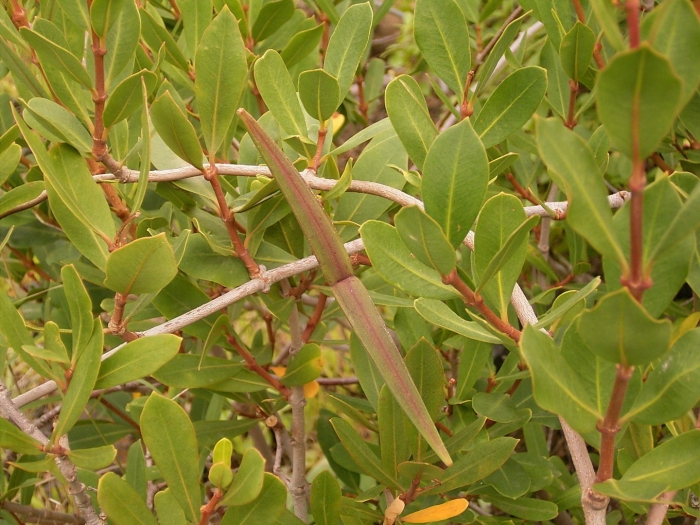 Обыкновенный богомол