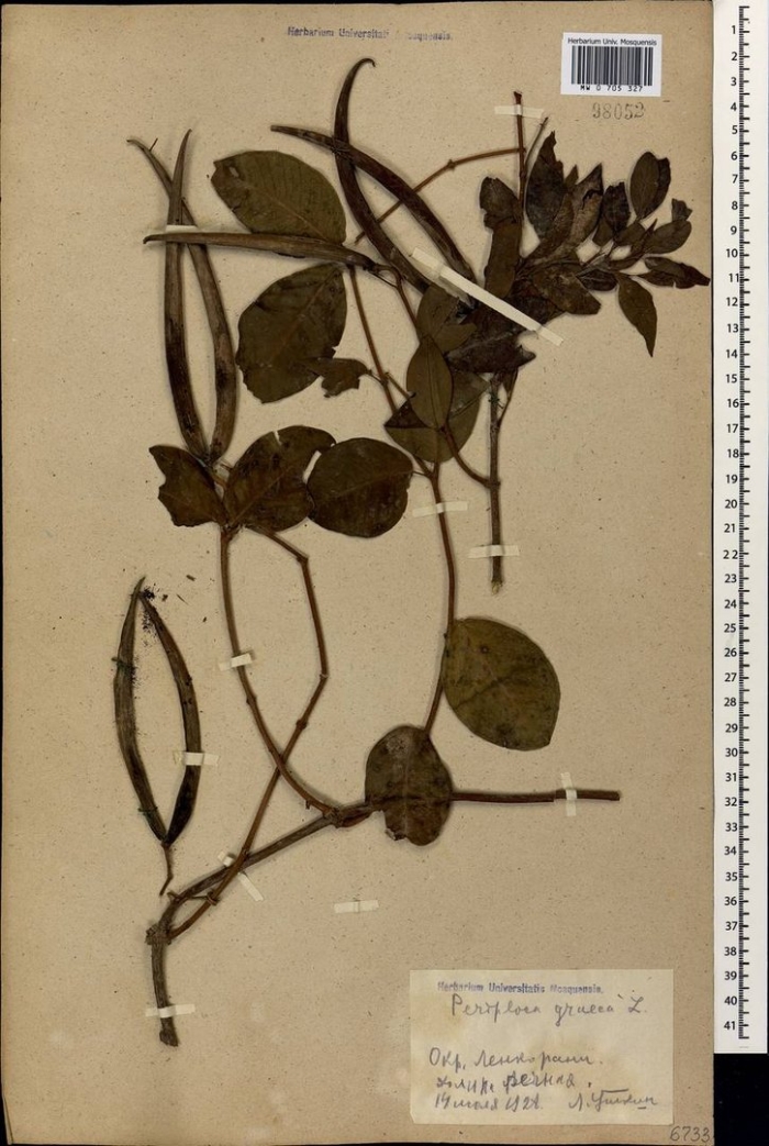 Обвойник греческий стебель