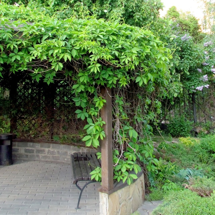 Арка увитая девичьим виноградом