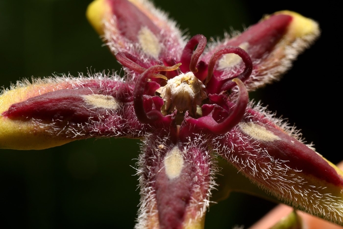 Periploca calophylla