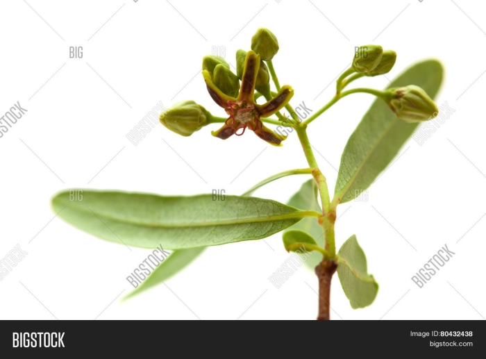 Растения семейства