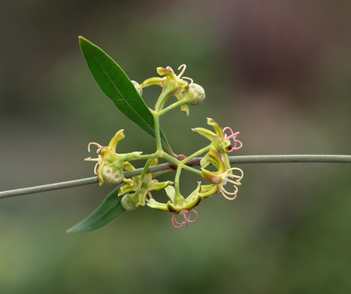 Cynanchum vanlessenii