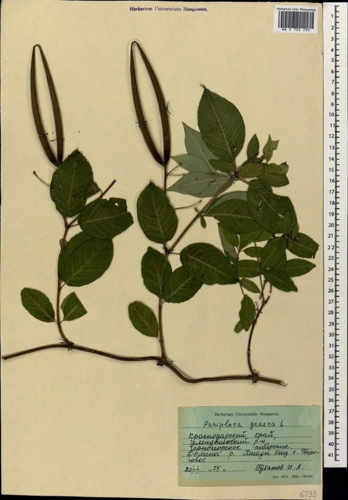 Populus laurifolia