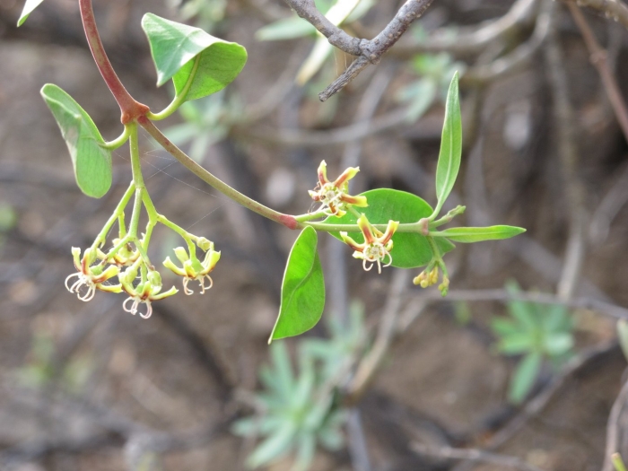 Cissus rotundifolia